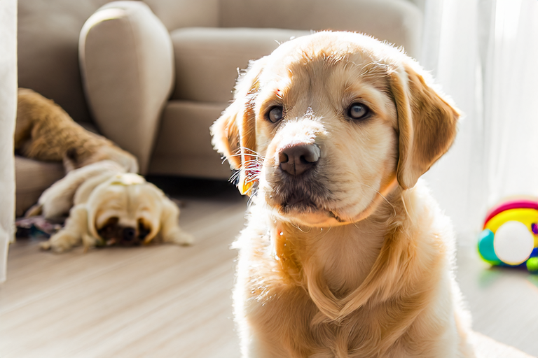 5 Fun Facts About Labrador That Will Make You Love Them Even More