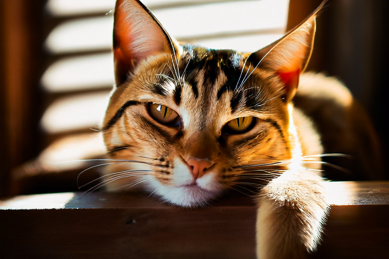Abyssinian: The Unique History and Origins of This Exotic Breed