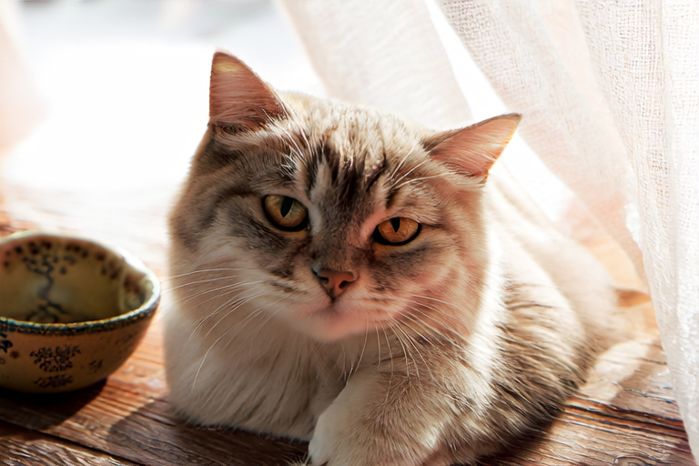 Adorable Scottish Folds: The Ultimate Guide to Caring for Your New Pet