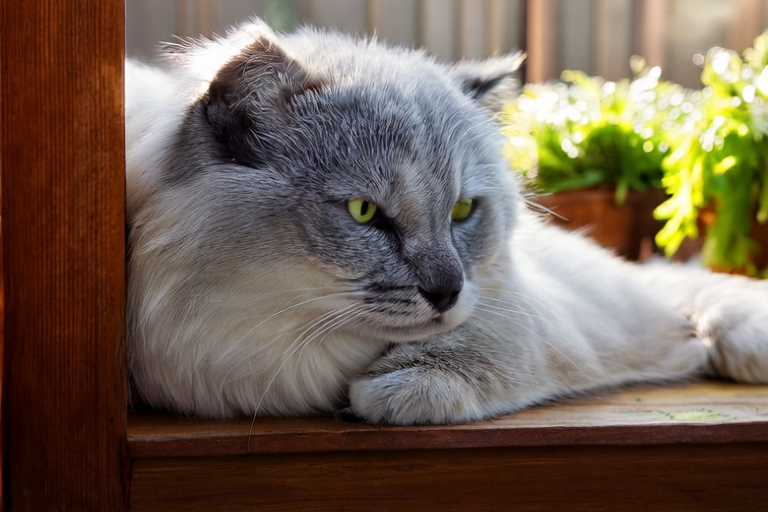British Shorthair Silver