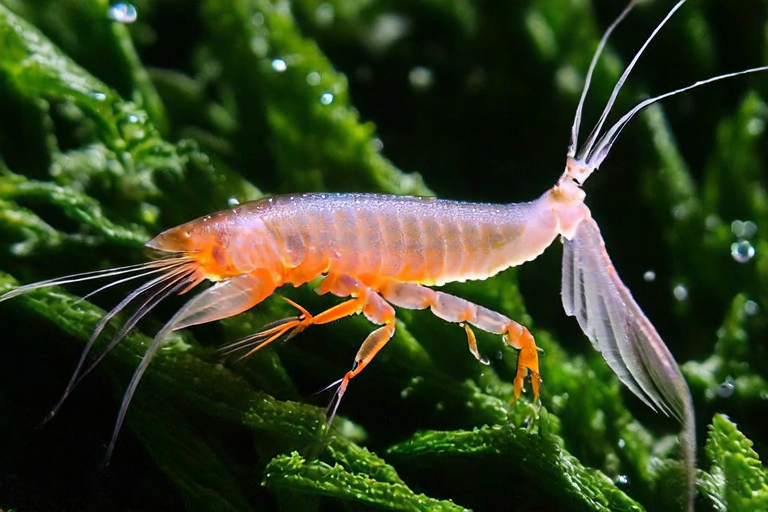 Coral Shrimp: A Beginner’s Guide to the Colorful Aquarium Companion