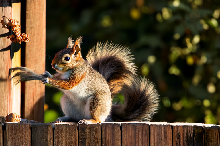 From Backyard Visitor to Furry Friend: The Surprising World of Squirrels