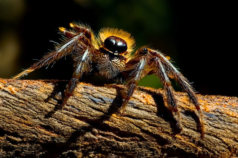 From Fear to Fascination: Why Tarantulas Make Unique Pets