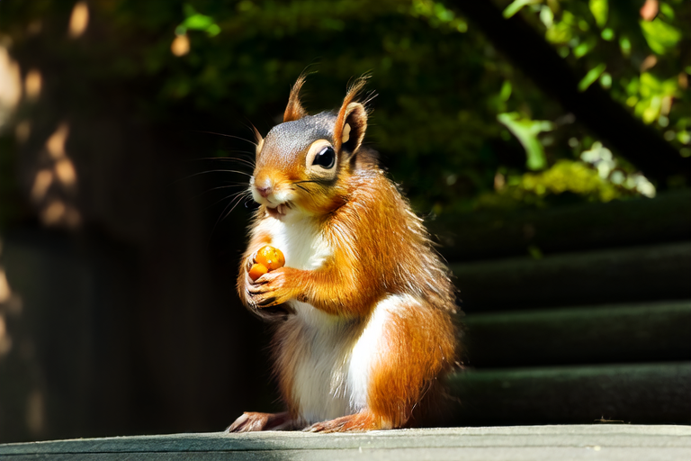 From Park Resident to Social Media Sensation: The Tale of Squirrels