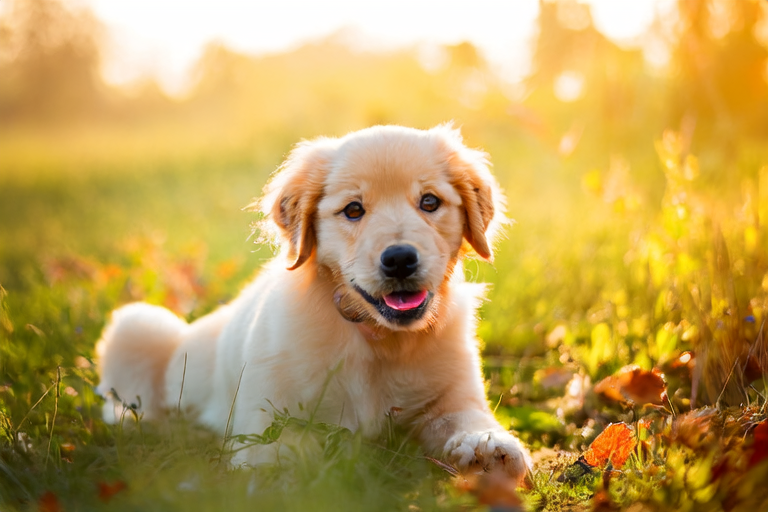 Golden Retrievers: The Ultimate Family Companion