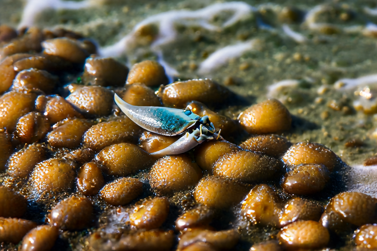 Meet the Tiniest Crab Hiding in Sea Peas