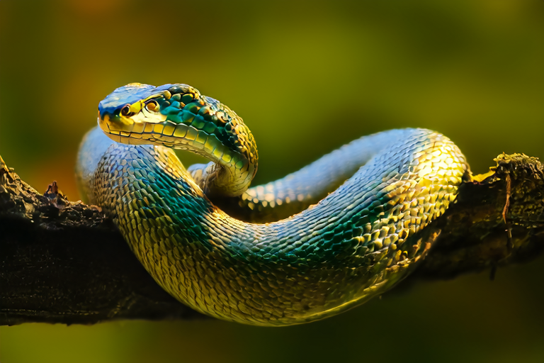 The Ultimate Guide to Caring for Your Beauty Rat Snake