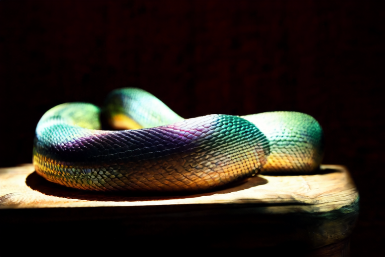 The Ultimate Guide to Caring for Your Rainbow Boa