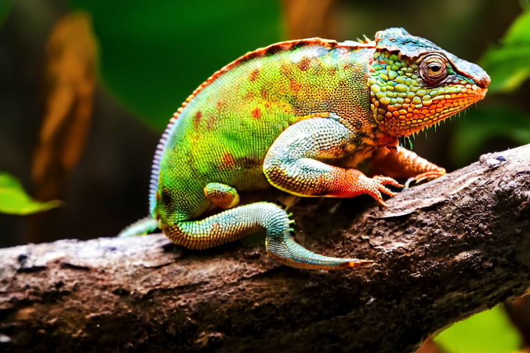 The Ultimate Guide to Chameleon Care