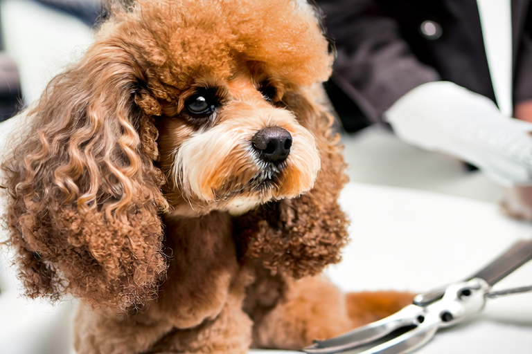 The Ultimate Guide to Grooming Your Poodle Like a Pro