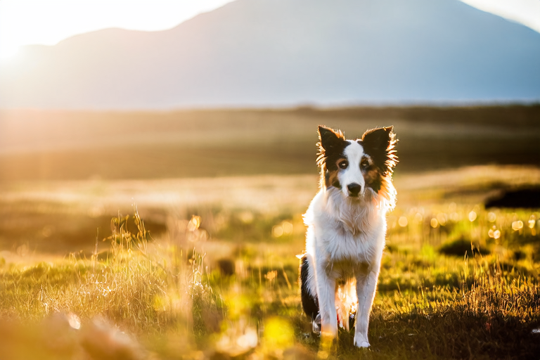 Top 10 Reasons Why Border Collies Are Fetching Fans Worldwide