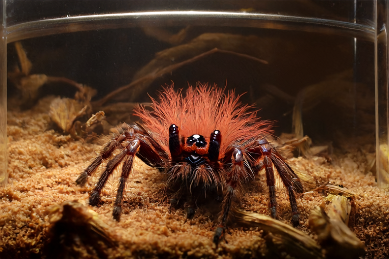 Top 5 Care Tips for Chilean Rose Tarantulas