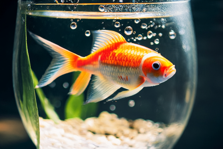 Top Secrets for Keeping Your Goldfish Happy and Healthy