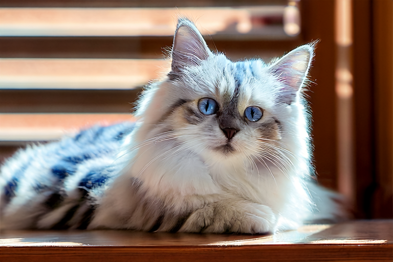 Unraveling the Mystique of the Silky Ragdoll Cat
